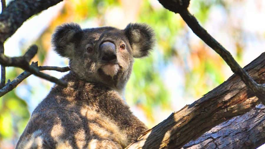 Gold Coast: Mount Tamborine Kangaroo and Koala Day Tour - Key Things I’d Put on Your Shortlist