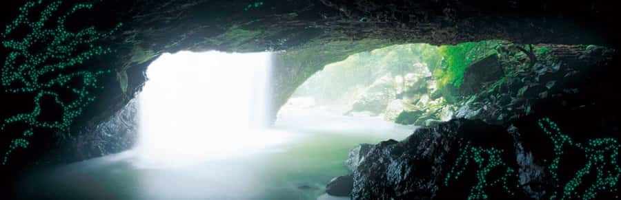 Gold Coast: Natural Bridge Glow Worm Night Tour - Key highlights at Natural Bridge Glow Worm Night Tour