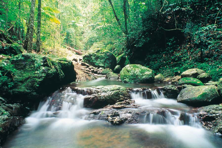 Gold Coast: Natural Bridge Glow Worm Night Tour - Price and value: is $60 a fair deal for a 3-hour night outing?