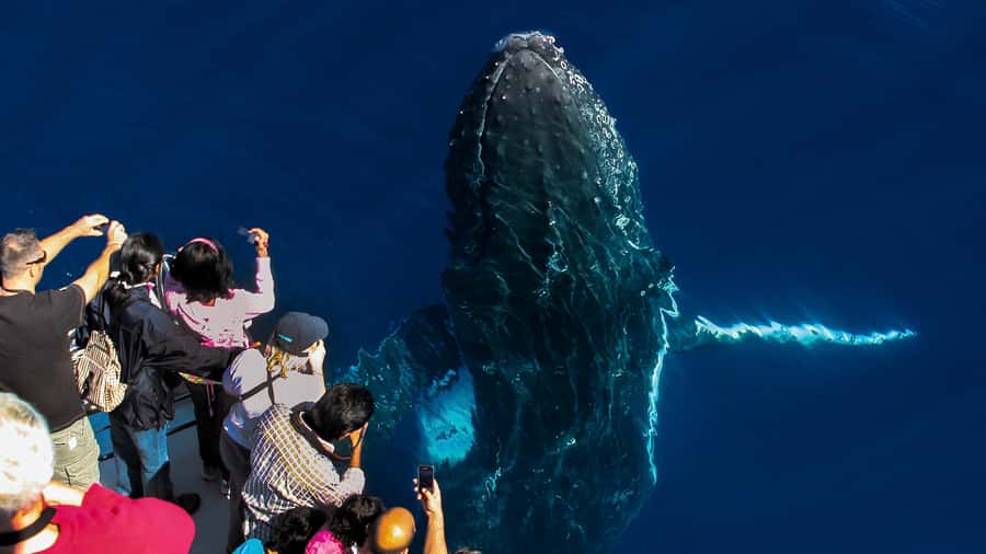 Gold Coast: Premium Whale Watching Cruise - Key things to know before you sail