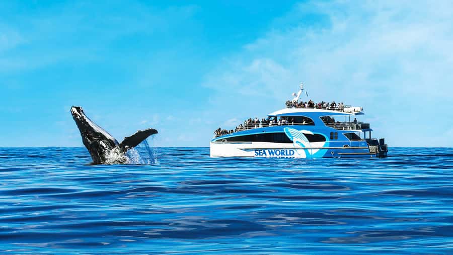 Gold Coast: Premium Whale Watching Cruise - Main Beach to the Humpback Highway: how Sea World keeps the hunt short