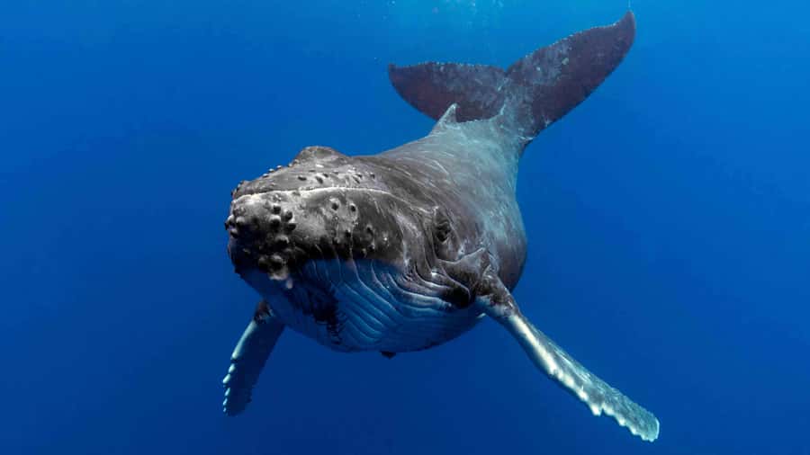 Gold Coast: Premium Whale Watching Cruise - Whale song through underwater microphones, plus live underwater video