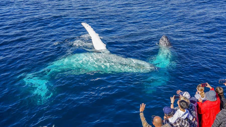 Gold Coast: Premium Whale Watching Cruise - Before you set sail: terminals, exhibits, and getting ready for the deck