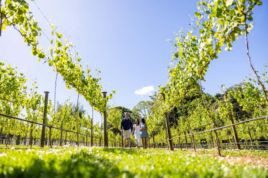 Gold Coast: Premium Wine Tour with Gourmet Lunch - Price and what you actually get for $211