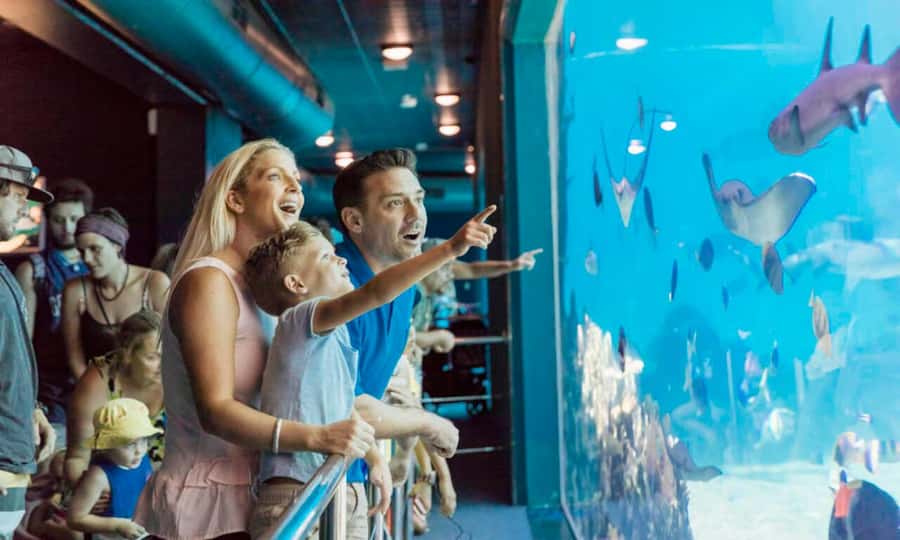 Gold Coast: Sea World Cruise & Entry Combo Ticket - HOPO ferry from Surfers Paradise to Sea World, built for a laid-back start
