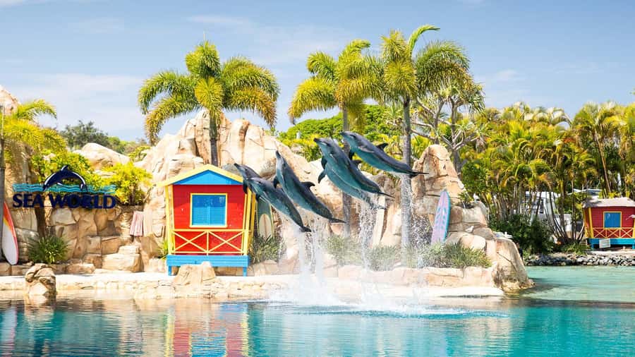 Gold Coast: Sightseeing Hop-on Hop-off Cruise - Stop 4: Sea World for adventure and roller coaster time