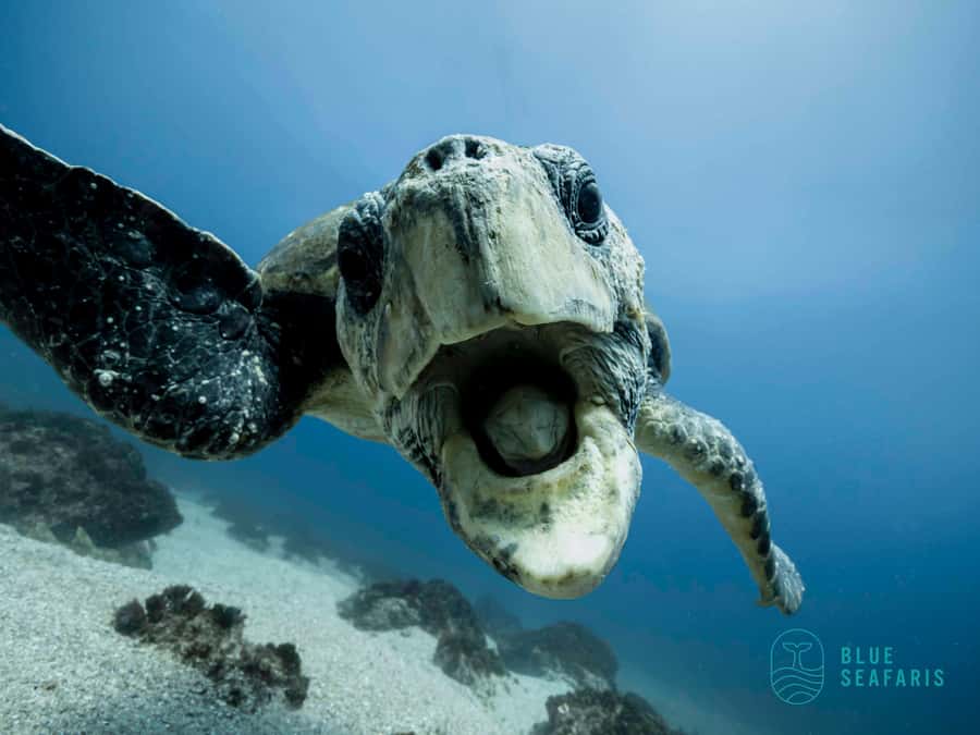 Gold Coast: Snorkel with Turtles - Key things that make this snorkel tour special