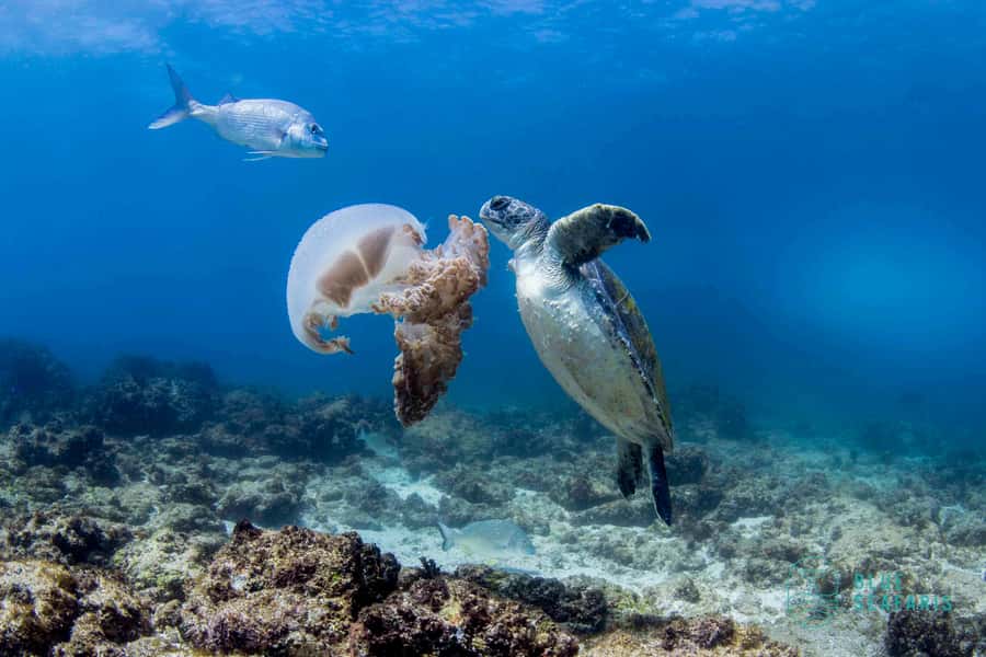 Gold Coast: Snorkel with Turtles - Fingal Head to Cook Island in 150 minutes