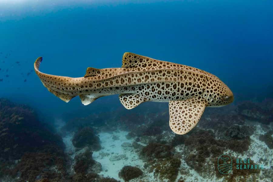 Gold Coast: Snorkel with Turtles - The underwater hit list: turtles, rays, leopard sharks, and fish
