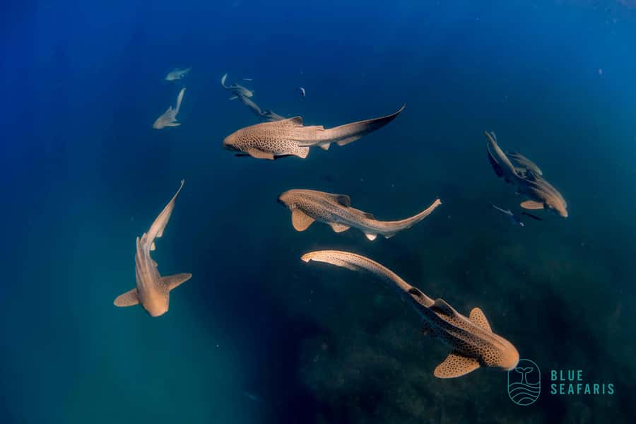 Gold Coast: Snorkel with Turtles - Timing and the on-the-day flow: arriving early, gearing up fast