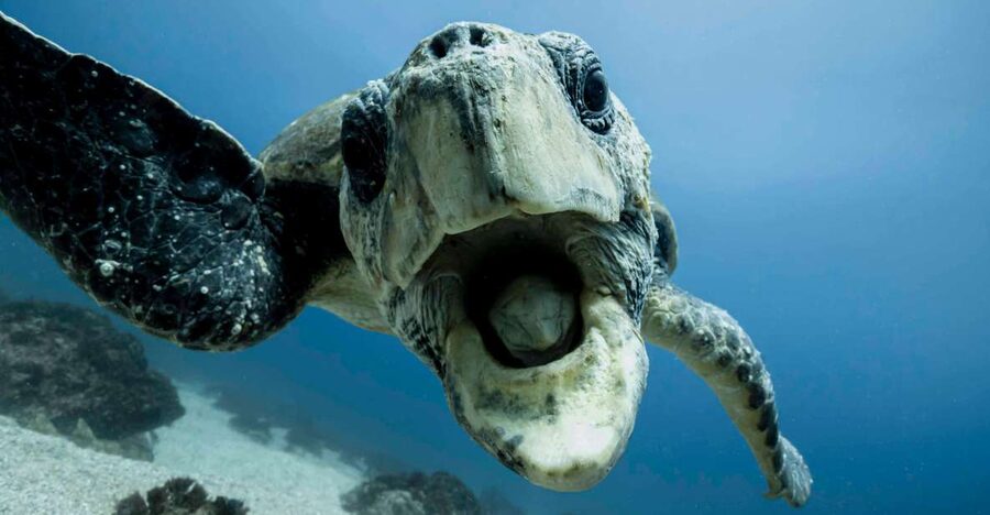 Gold Coast: Snorkel with Turtles - Who should book this turtle snorkeling tour, and who should skip