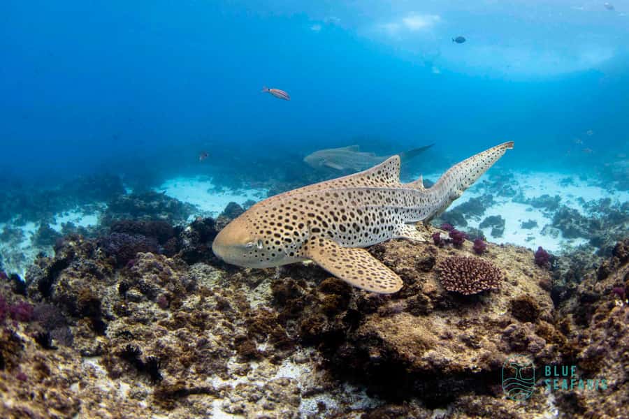 Gold Coast: Snorkel with Turtles - Boat ride vibes on the Tweed River, what to watch for