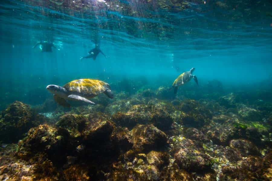 Gold Coast: Snorkeling with Turtles Half-Day Tour - Key points before you go