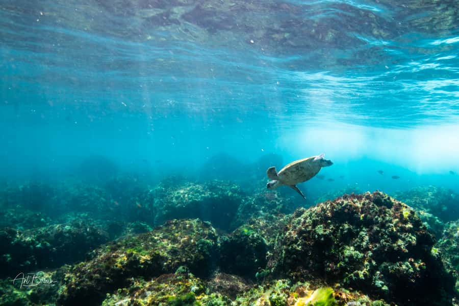 Gold Coast: Snorkeling with Turtles Half-Day Tour - Gold Coast turtles from Chinderah Bay: what the half-day feels like