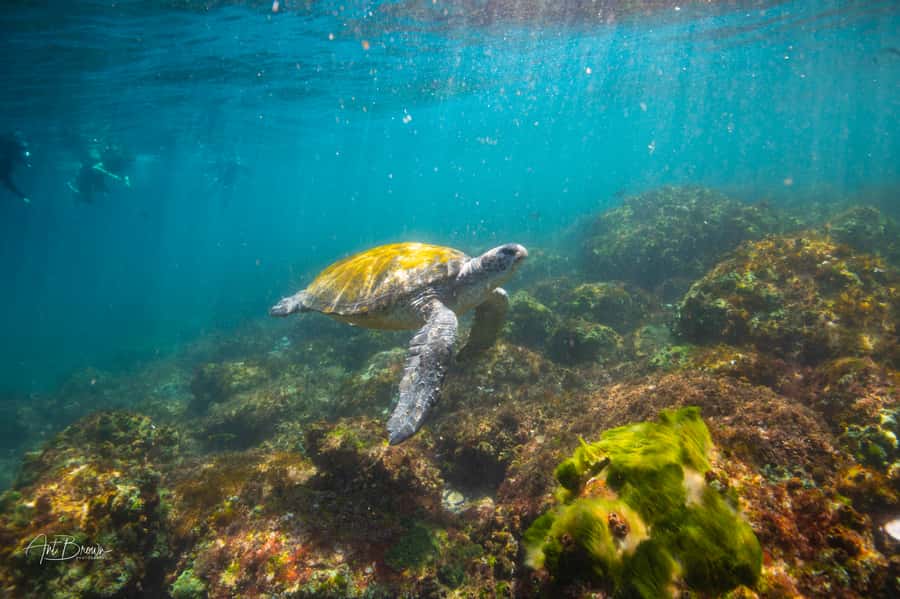 Gold Coast: Snorkeling with Turtles Half-Day Tour - Meeting point and the welcome routine