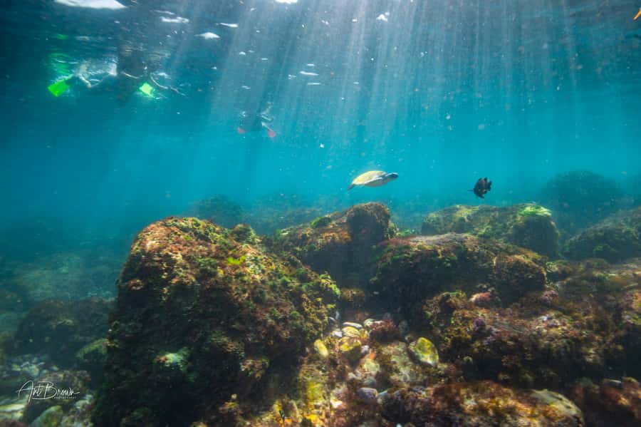 Gold Coast: Snorkeling with Turtles Half-Day Tour - Snorkeling session: how you’ll be taught to stay safe and enjoy it