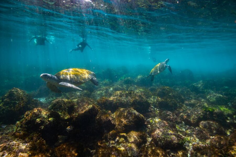 Gold Coast: Snorkeling with Turtles Half-Day Tour - Wildlife odds: what you can expect to see