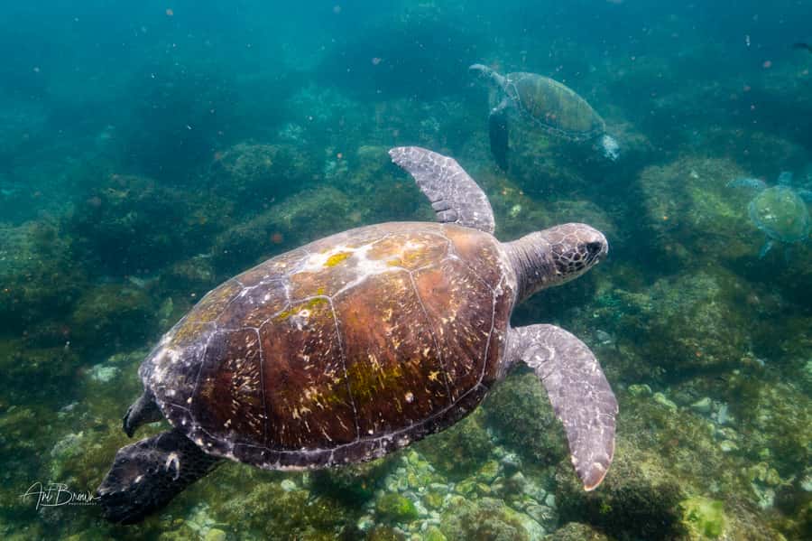 Gold Coast: Snorkeling with Turtles Half-Day Tour - Conditions: swell, visibility, and how to plan for a comfortable swim