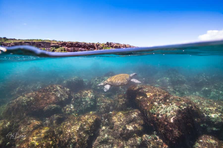 Gold Coast: Snorkeling with Turtles Half-Day Tour - Gear and comfort: wetsuit fit, what to bring, and what can feel annoying