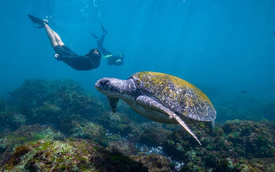 Gold Coast: Snorkeling with Turtles Half-Day Tour - Timing and the QLD time note (the one thing that can trip you up)