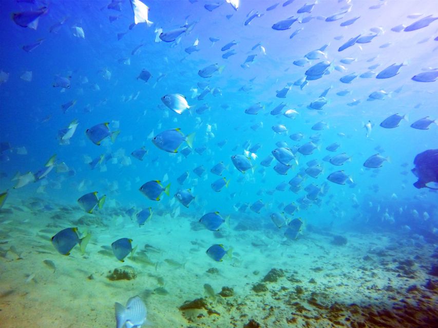 Gold Coast: Snorkelling in Wave Break Island - Should you book Wave Break Island snorkeling?