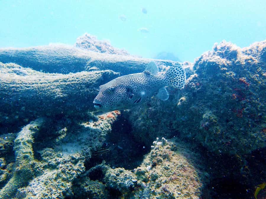 Gold Coast: Snorkelling in Wave Break Island - Price and value at $55: what you get, what you don’t