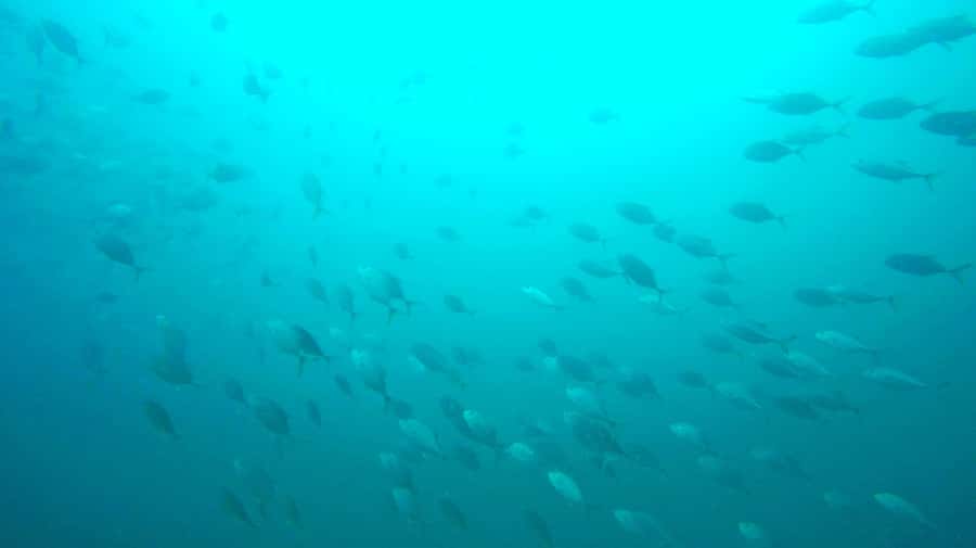Gold Coast: Snorkelling in Wave Break Island - Who this Gold Coast snorkeling tour suits best