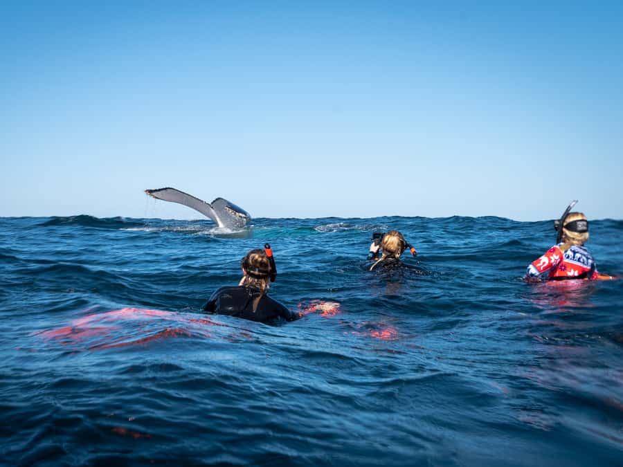 Gold Coast: Swim with Whales - Key Things I’d Prioritize