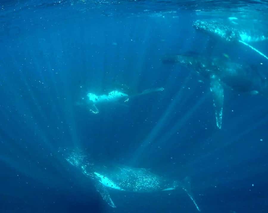 Gold Coast: Swim with Whales - Entering The Humpback World Off The Gold Coast
