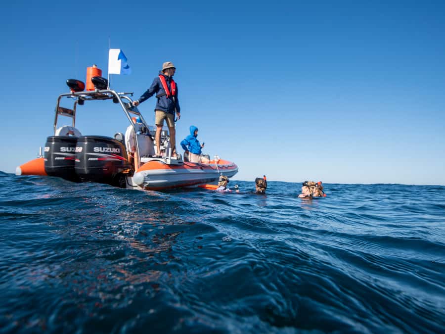 Gold Coast: Swim with Whales - The Safety Briefing: Where You Decide If This Tour Fits