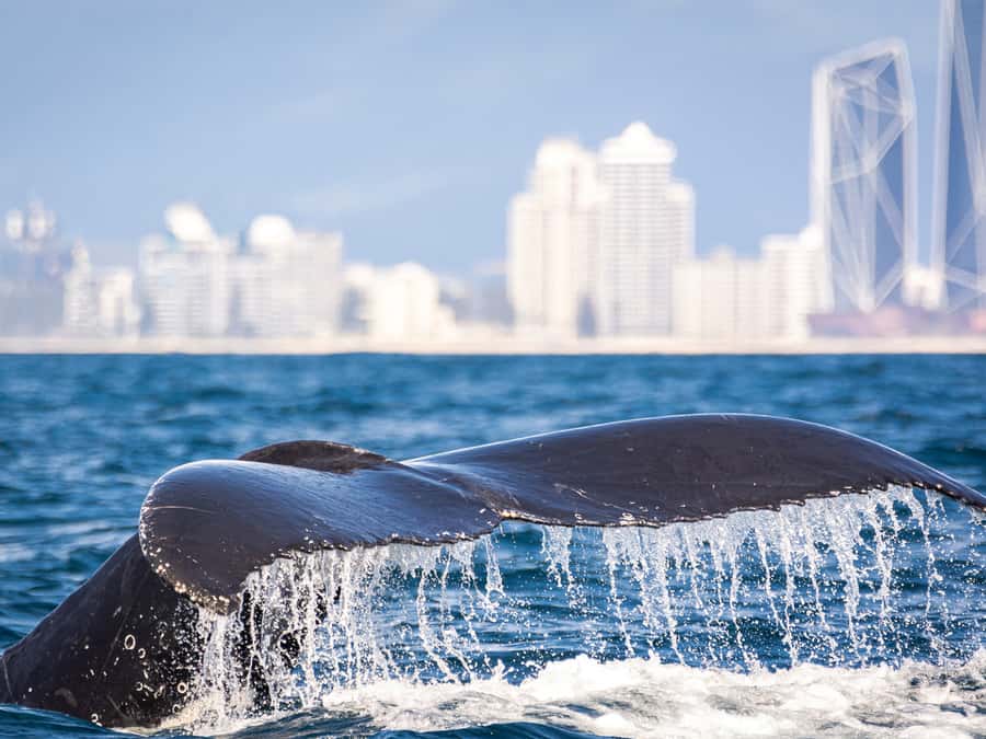 Gold Coast: Swim with Whales - Cruising Toward The Whale Zone: New South Wales Set-Up