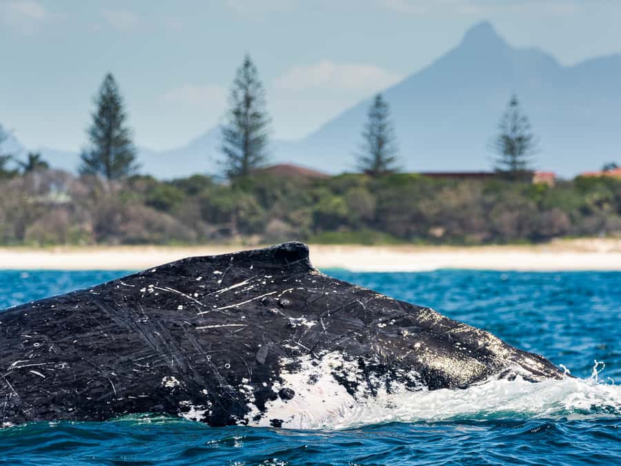 Gold Coast: Swim with Whales - The Main Event: Gold Coast 3 Hours of Watching and Swimming