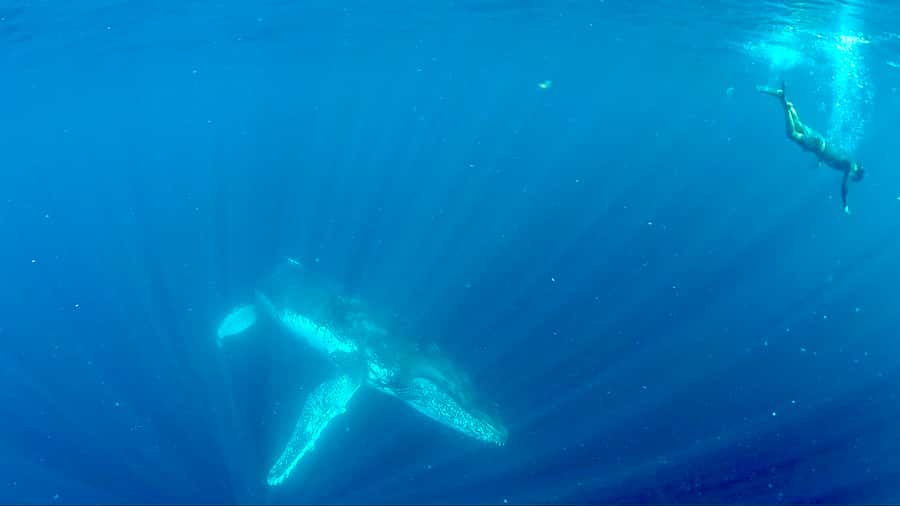 Gold Coast: Swim with Whales - Location Reality Check: Getting From Boat to Whale Time