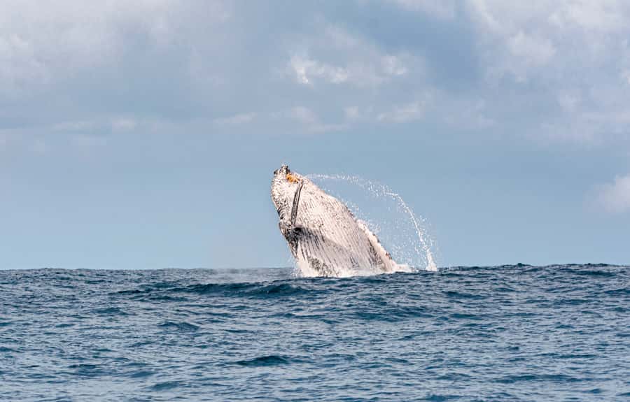 Gold Coast: Swim with Whales - What You Should Bring (So You Don’t Get Miserable)