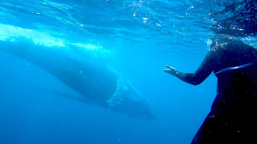 Gold Coast: Swim with Whales - The Meeting Point at Chinderah Bay Dr (And What It Means)