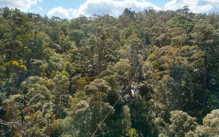 Gold Coast: Tamborine Mountain Canyon Flyer Zipline Tour - Fitness and Comfort: How This Tour Fits Different Bodies