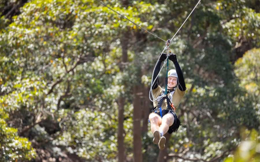 Gold Coast: Tamborine Mountain Canyon Flyer Zipline Tour - The Main Event: 8 Ziplines Spanning 1.5 km Above the Rainforest