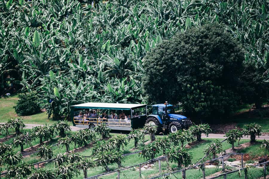 Gold Coast: Tropical Fruit World Full Farm Tour - Cruising Cudgen Creek to Spot Wildlife and Native Ginger