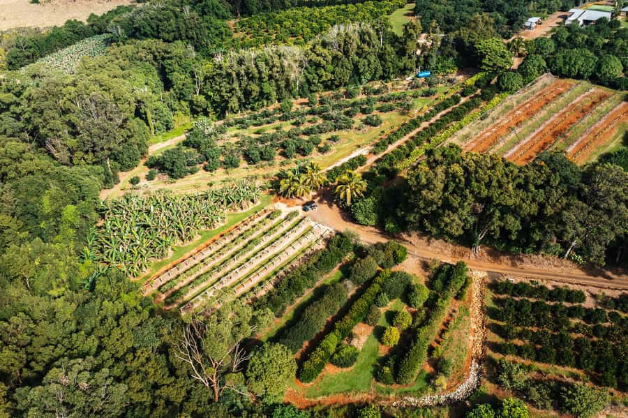 Gold Coast: Tropical Fruit World Full Farm Tour - Price and Value at $55 Per Person