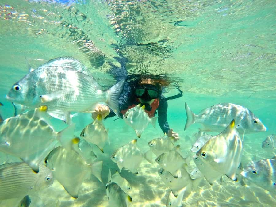 Gold Coast: Wave Break Island Kayaking & Snorkeling tour - Paddling the Broadwater: mangroves, sandbanks, and possible stingray sightings