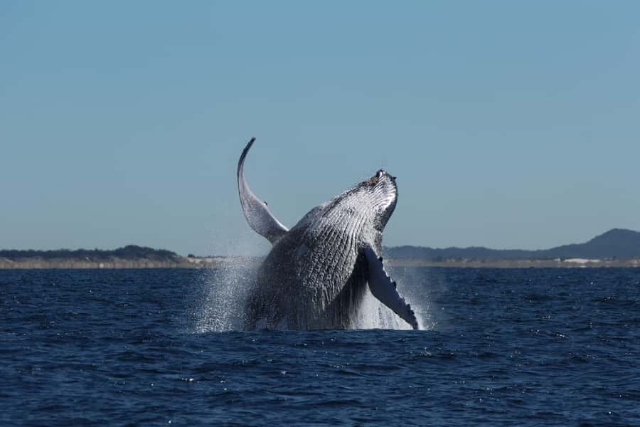 Gold Coast Whale Experience - What to Bring: Warm Layers, Camera, Sunscreen, and the Small Stuff
