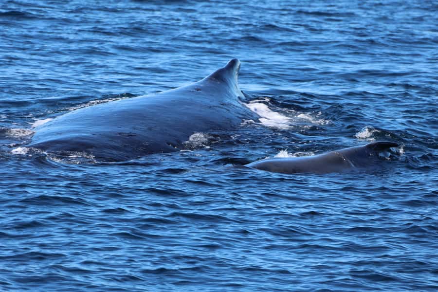 Gold Coast Whale Experience - Getting There: Main Beach to Omeros Brothers Start Point