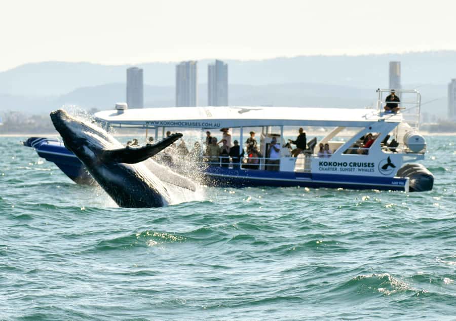 Gold Coast Whale Experience - Whale Highway in Practice: Why 20 Minutes Changes Everything
