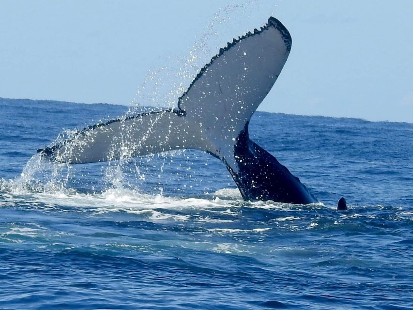 Gold Coast Whale Experience - The Main Event: Humpback Whales Up Close (Mothers, Calves, Breaches)