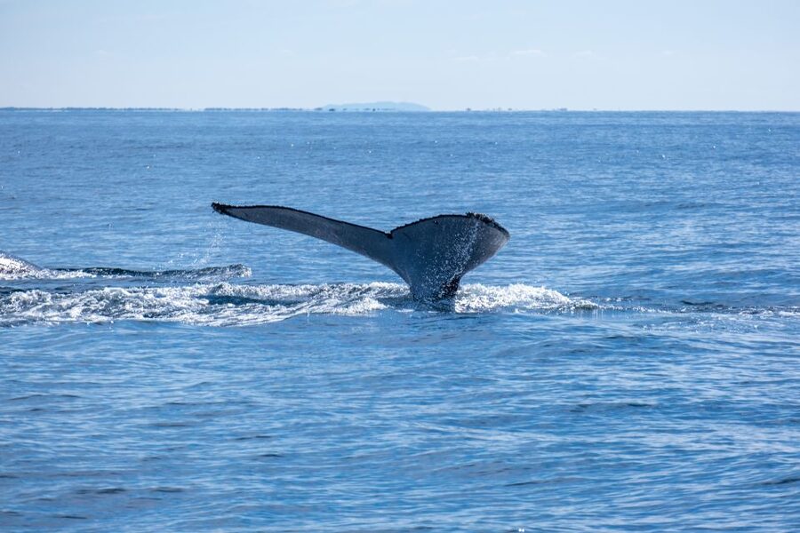 Gold Coast Whale Experience - Beyond Whales: The Bonus Wildlife and What to Watch for