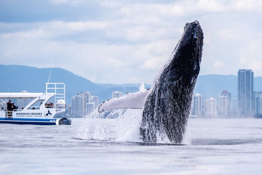 Gold Coast Whale Experience - Timing and Duration: What the 150 Minutes Feels Like