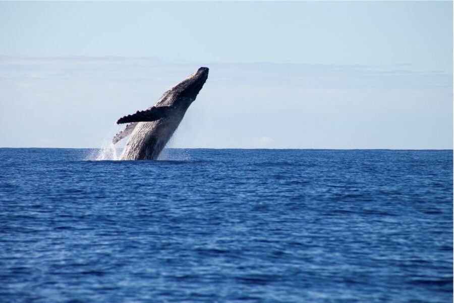 Gold Coast Whale Experience - Price and Value at $62: What You Really Get