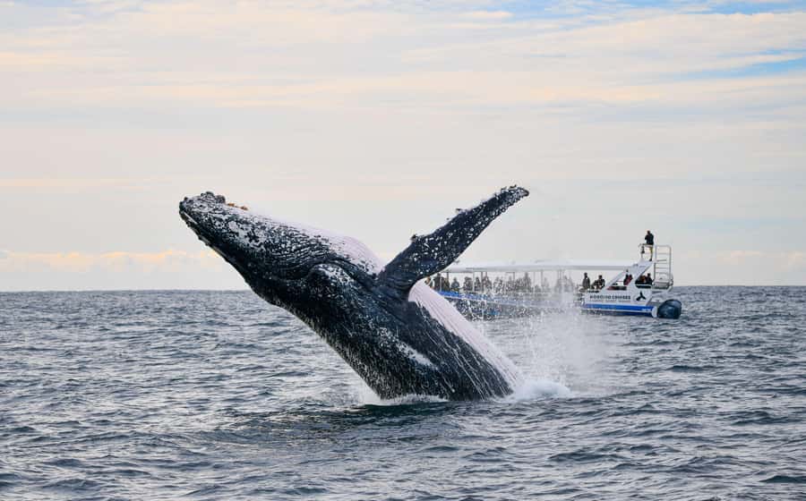 Gold Coast Whale Experience - On Board With Kokomo Cruises: Comfort and Real-Time Whale Talk