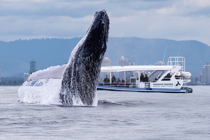 Gold Coast Whale Watching Cruise - Key highlights that make this cruise worth your time