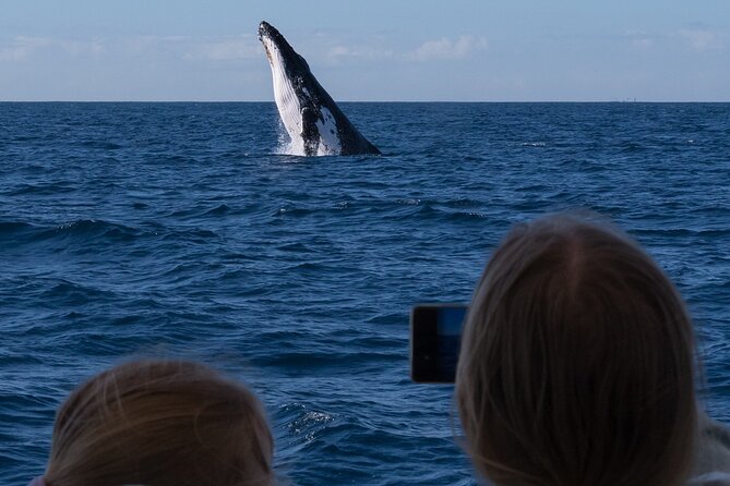 Gold Coast Whale Watching Cruise - The 360-degree setup that helps you actually see what’s happening